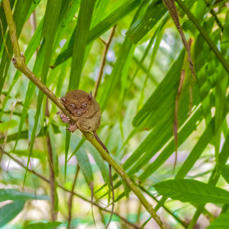 tarsier